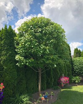 ornamental tree pruning in St. Clair Shores, MI