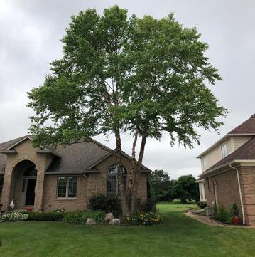 Elevated tree in Clinton Township, MI