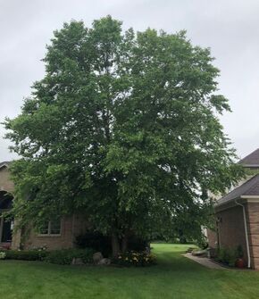 Tree Trimming in Clinton Township, MI