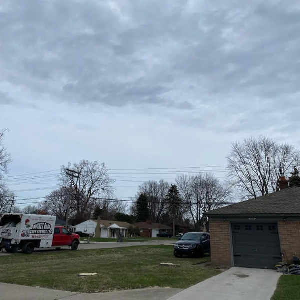 after tree removal