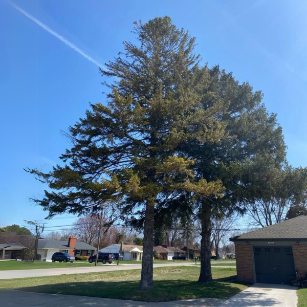 before tree removal