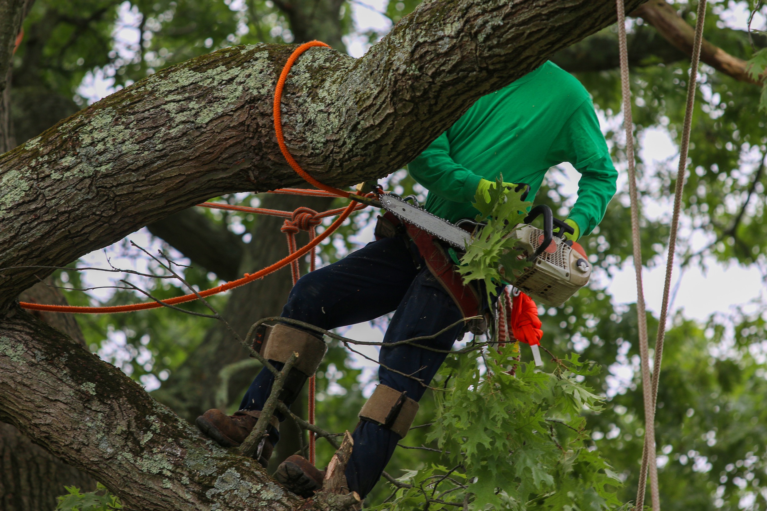 tree climber performing tree removal