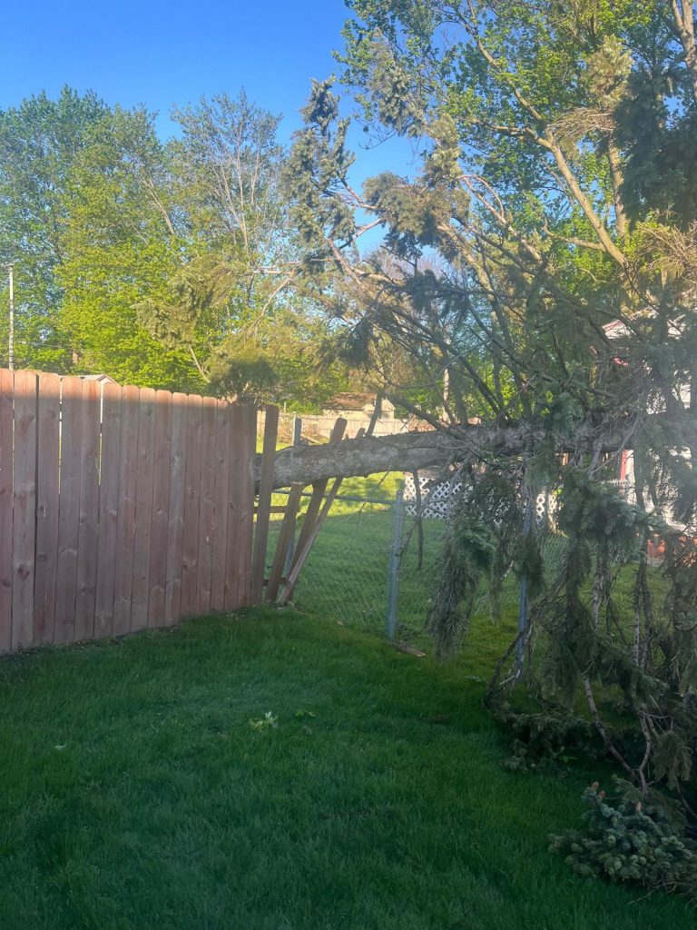 tree down on fence