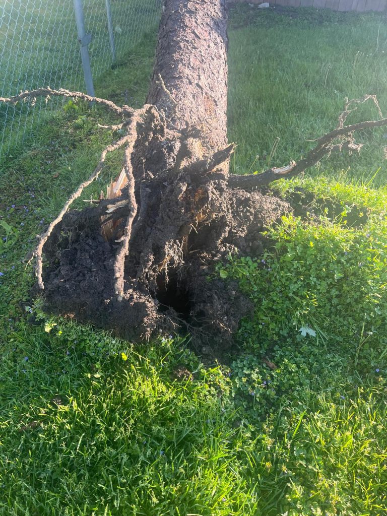 exposed tree roots, uprooted tree