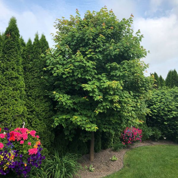 before pruning and shaping
