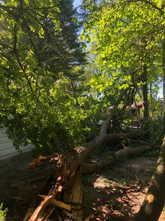Storm damage cleanup Partridge Creek removing hanging limbs after a storm