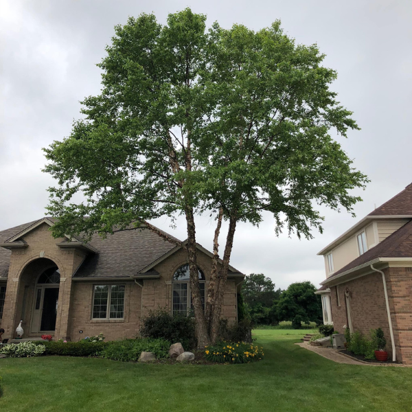 after tree trimming