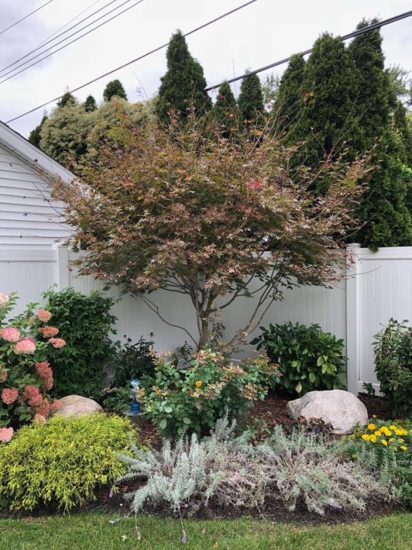 How to Get a Free Tree Service Estimate in Macomb Township