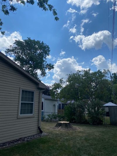 step 2 of tree removal