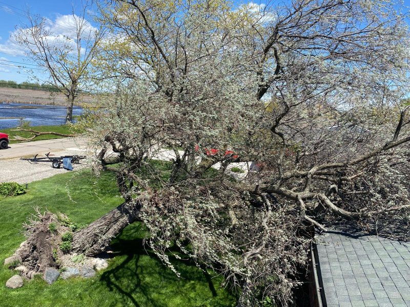 emergency tree removal
