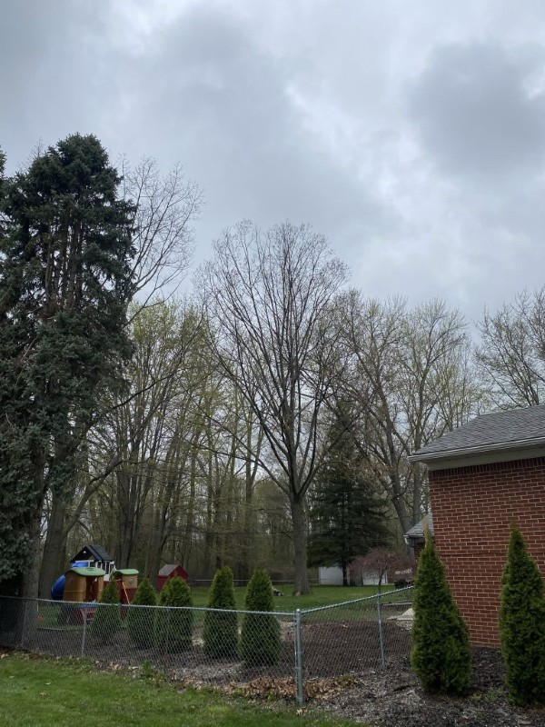 Residential tree removal Partridge Creek near home