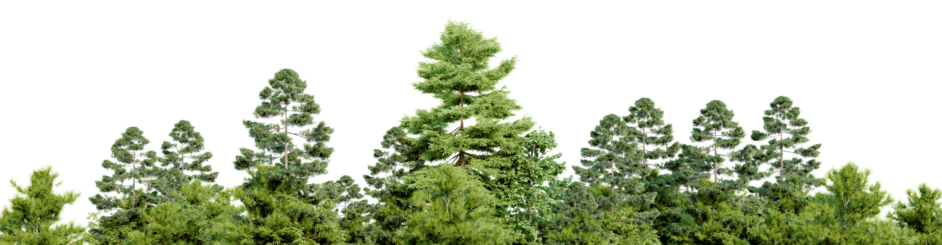 tree service in New Baltimore, Michigan; tree services, tree service near me; tree service in Clinton Township, MI