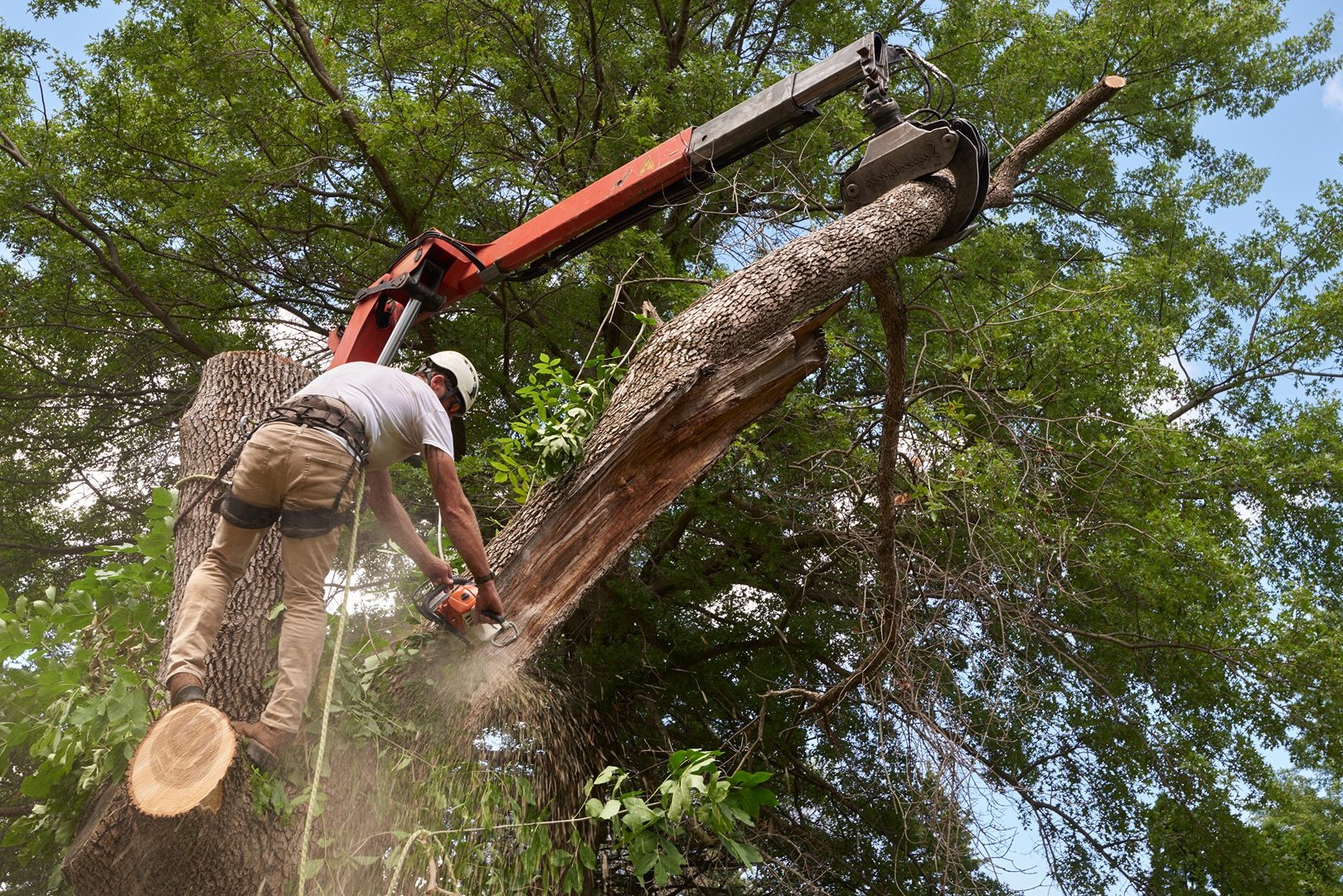 Tree Trimming vs Removal