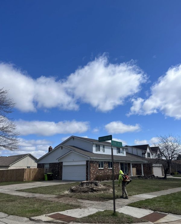Fast tree removal service in Clinton Township MI with full cleanup
