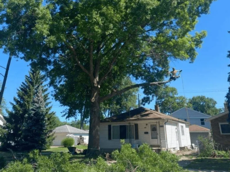 Pine tree trimming service in Clinton Township MI