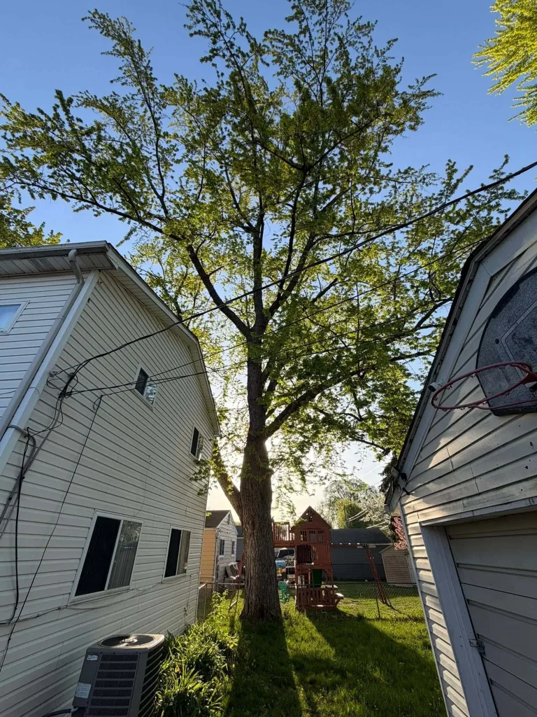 Residential Tree Removal project 23 project completed in Clinton Township - tree removal Clinton Township MI