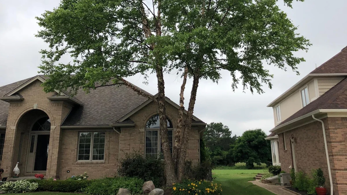 Bucket Baby Tree Service assessing tree growing close to home in Clinton Township Macomb County Michigan