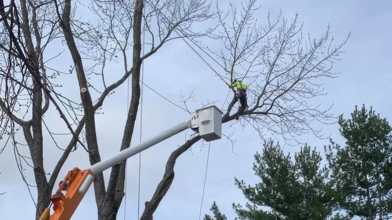 Bucket Baby Tree Service crew trimming mature tree in Clinton Township Macomb County Michigan