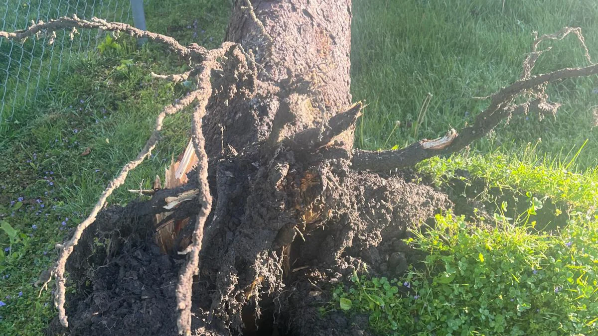Bucket Baby Tree Service Macomb County Michigan tree roots showing in yard