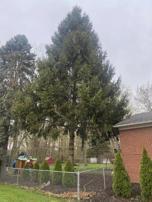 Fast residential tree removal completed in Macomb County, Michigan