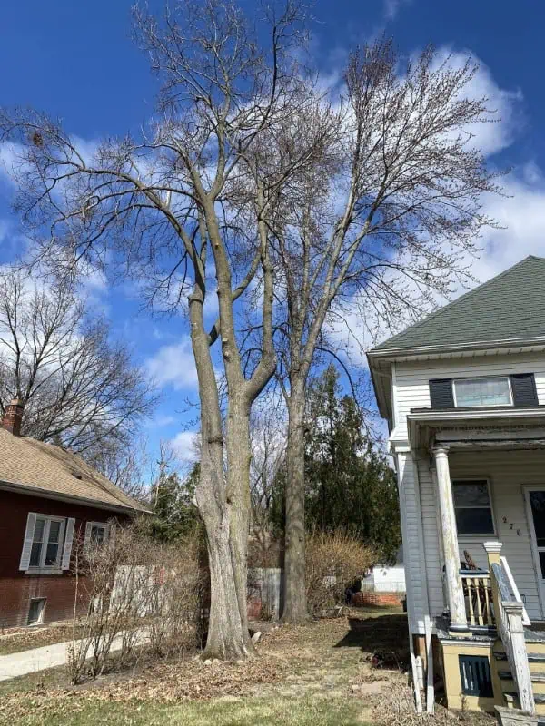 Professional residential tree service completed in Macomb County with thorough cleanup