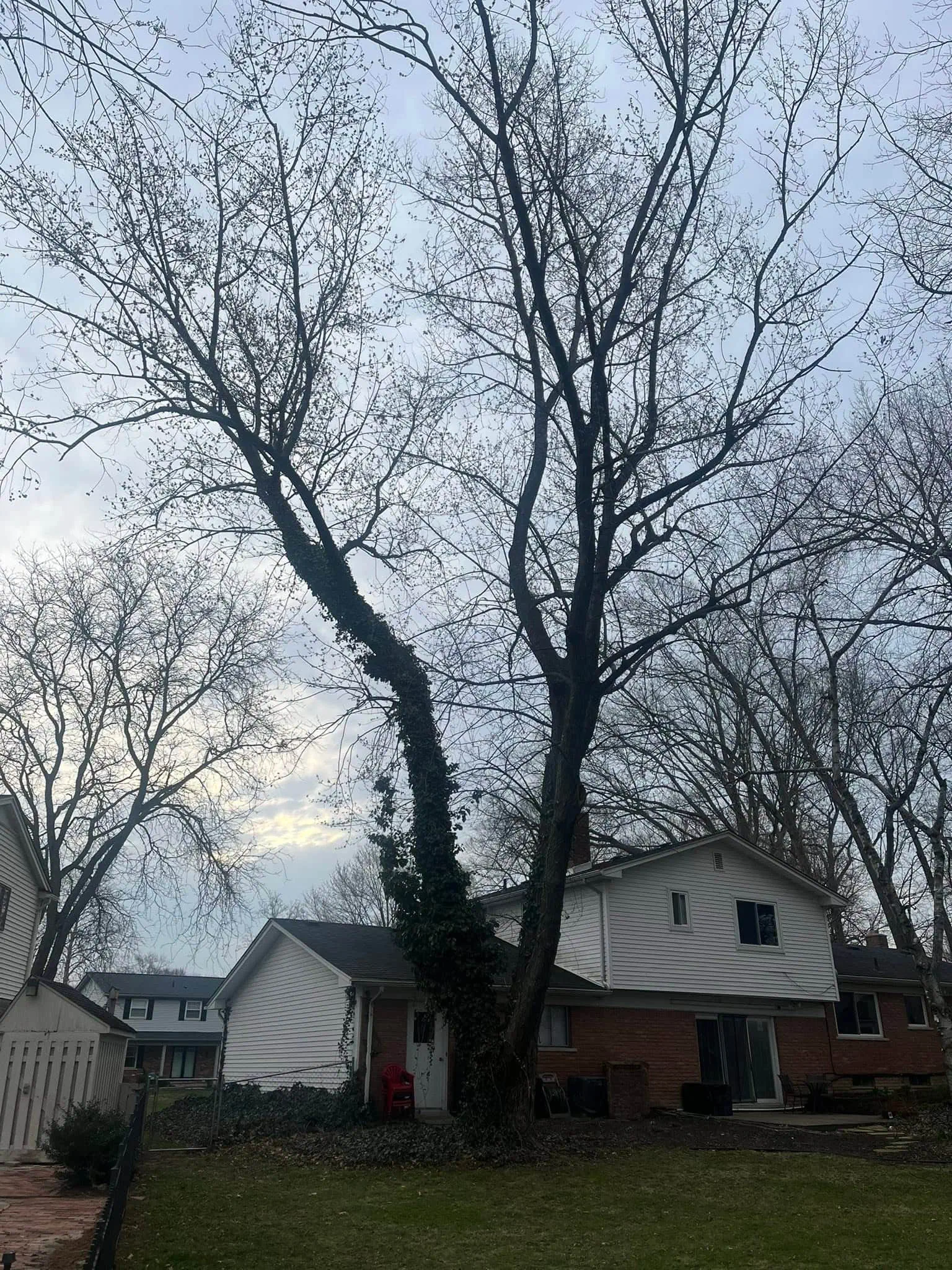 Residential Tree Removal maple project completed in Clinton Township - tree removal Clinton Township MI