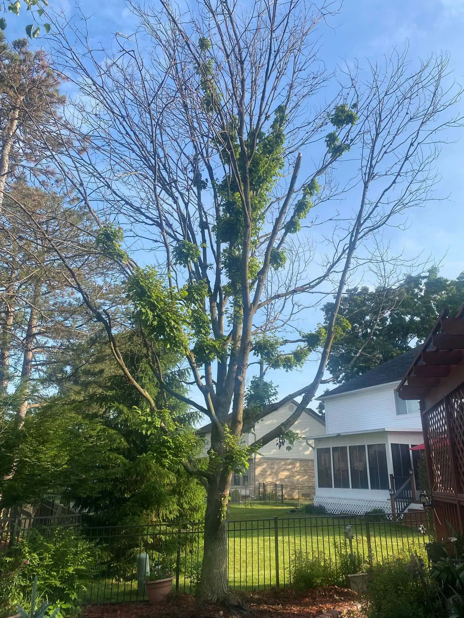 Residential Tree Removal maple project completed in Clinton Township - tree removal Clinton Township MI