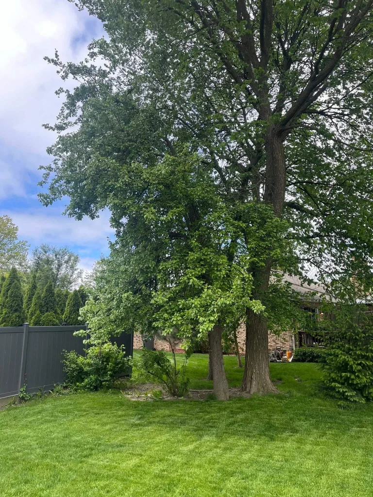 Residential Tree Removal pear tree project completed in Clinton Township - tree removal Clinton Township MI