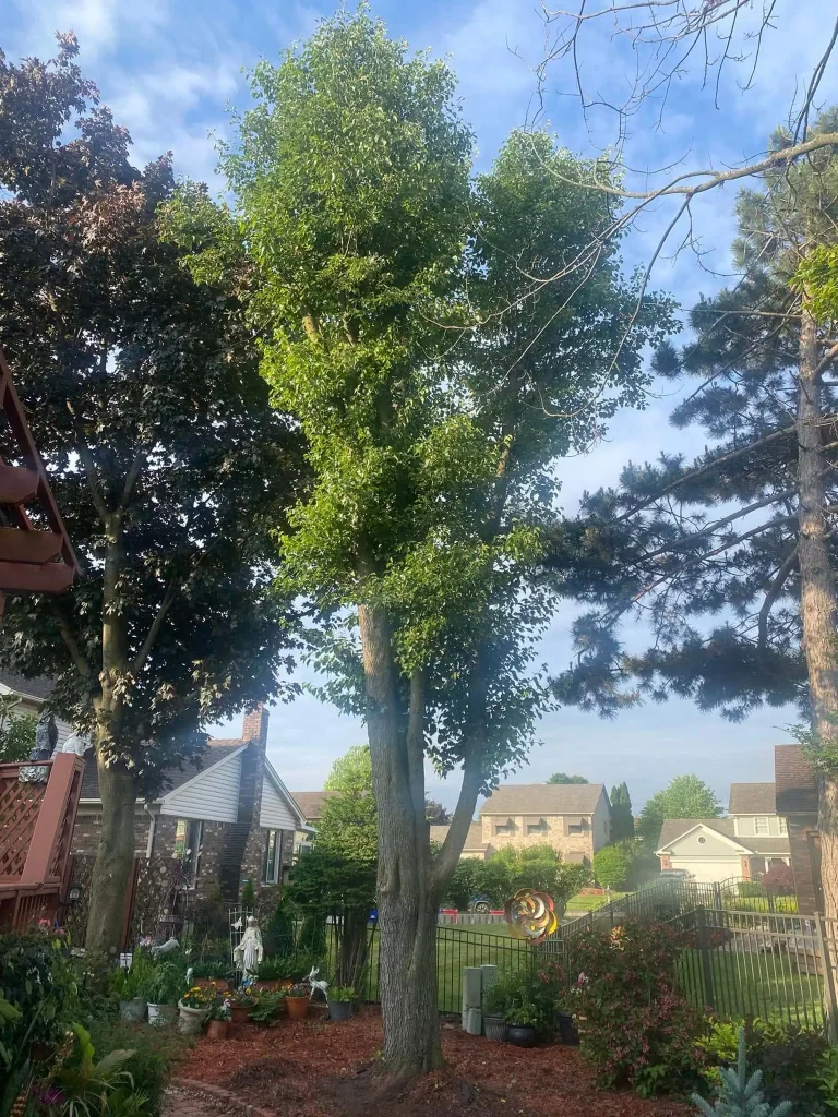 Residential Tree Removal pear tree project completed in Clinton Township - tree removal Clinton Township MI