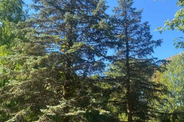 Residential Tree Removal pine project completed in Clinton Township - tree removal Clinton Township MI