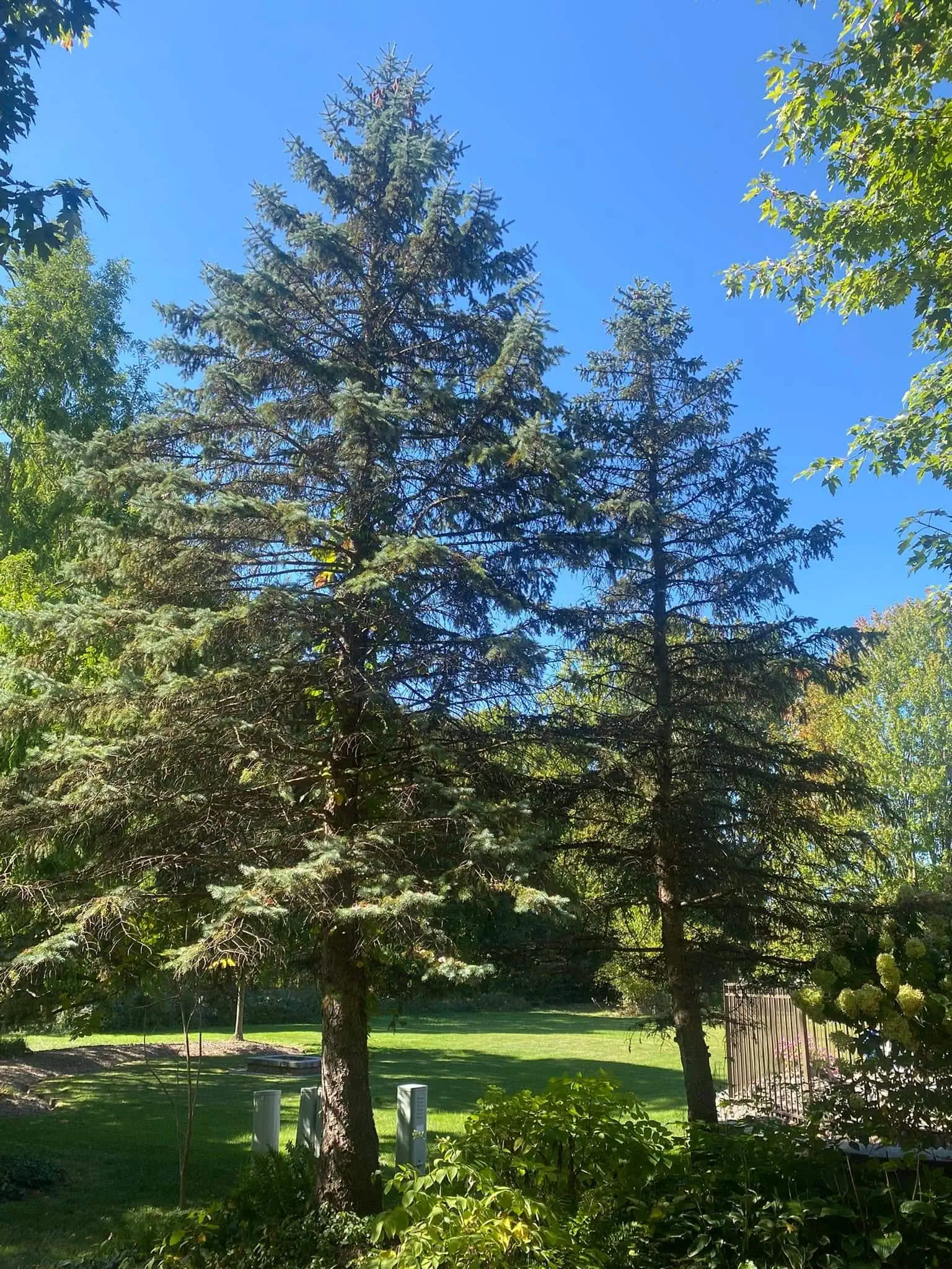 Residential Tree Removal pine project completed in Clinton Township - tree removal Clinton Township MI