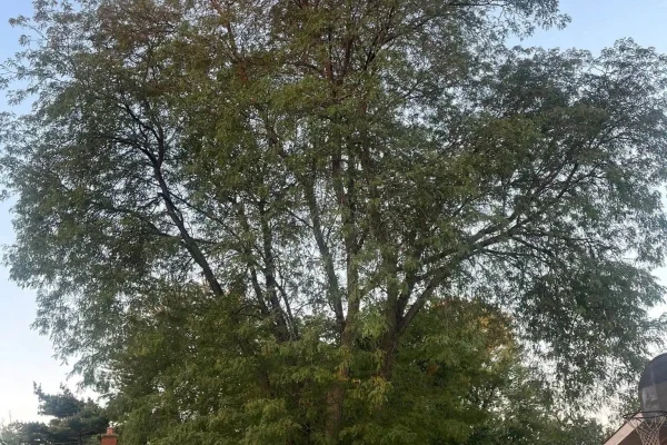 Residential Tree Removal project 32 project completed in Clinton Township - tree removal Clinton Township MI