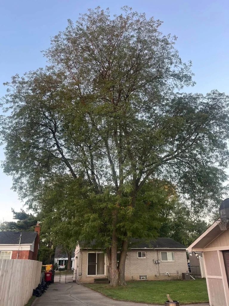 Residential Tree Removal project 32 project completed in Clinton Township - tree removal Clinton Township MI