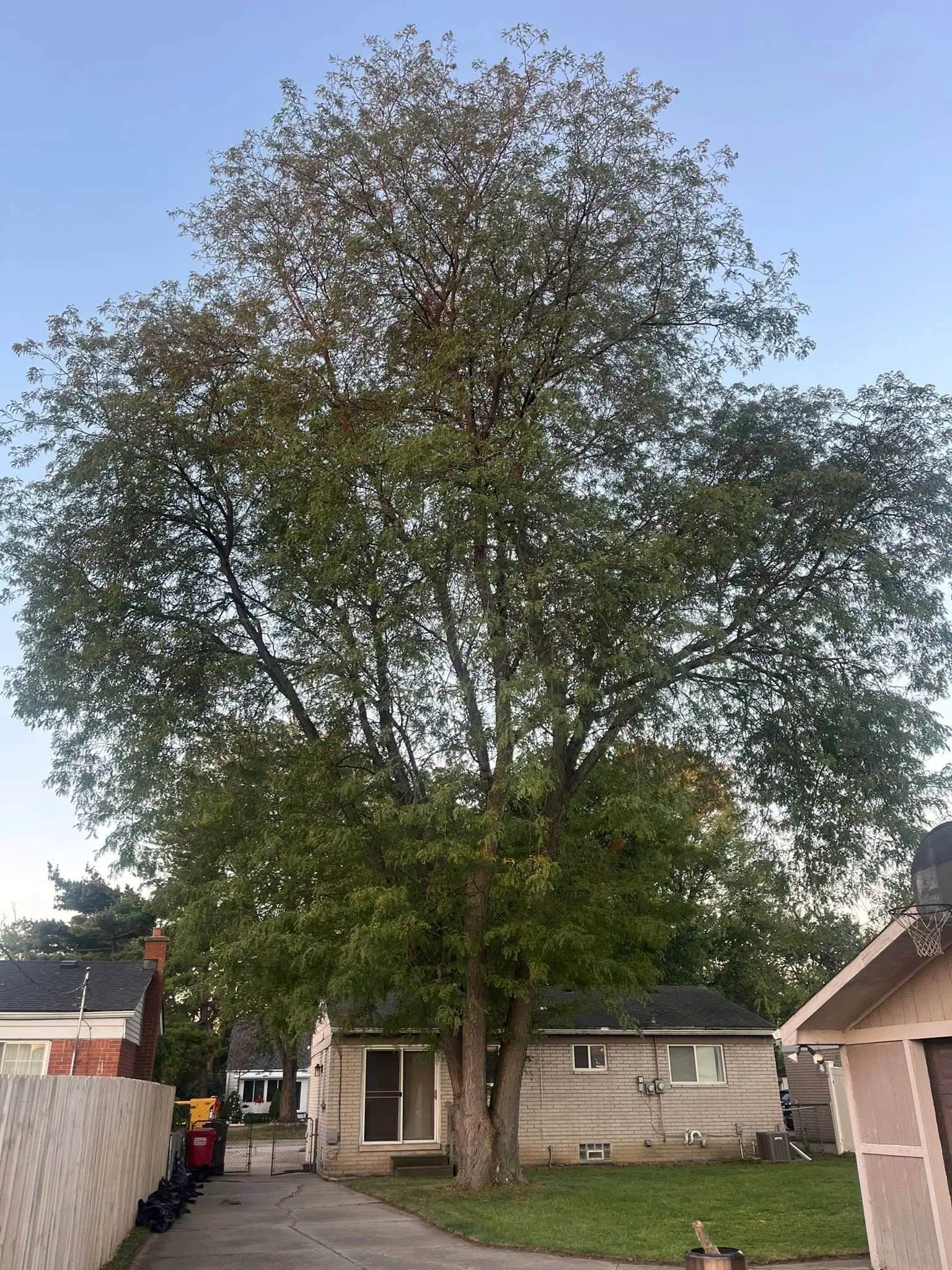 Residential Tree Removal project 32 project completed in Clinton Township - tree removal Clinton Township MI