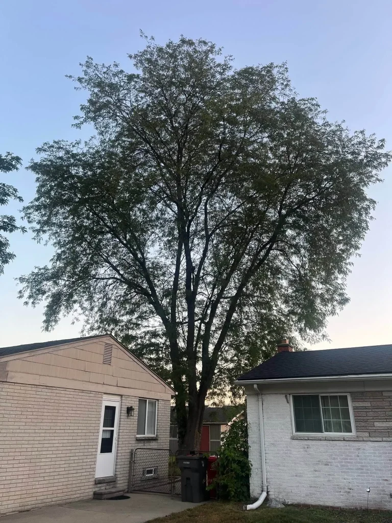 Residential Tree Removal project 34 project completed in Clinton Township - tree removal Clinton Township MI