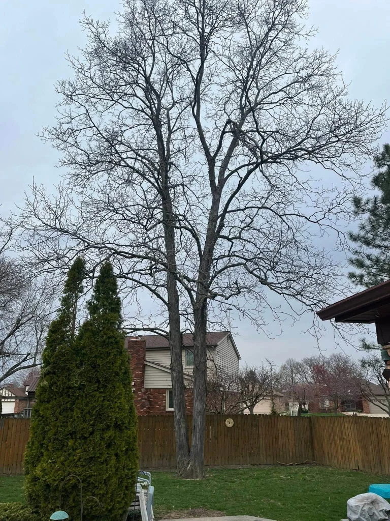 Residential Tree Removal hickory project completed in Macomb County - tree removal Macomb County MI