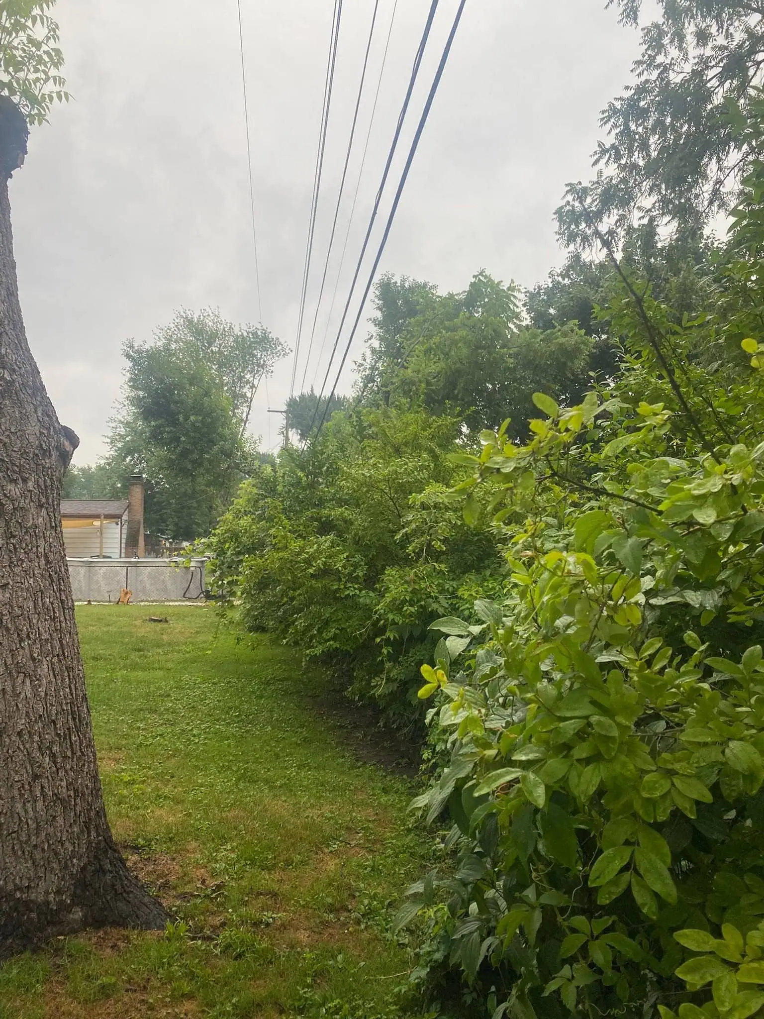 Property Enhancement Tree Service project 36 project completed in Clinton Township - tree service Clinton Township MI