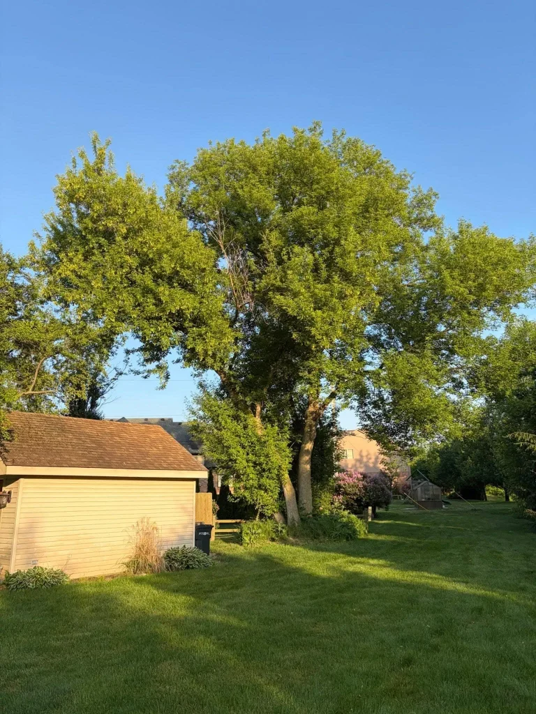 Tree Trimming & Pruning project 18 project completed in Clinton Township - tree trimming Clinton Township MI