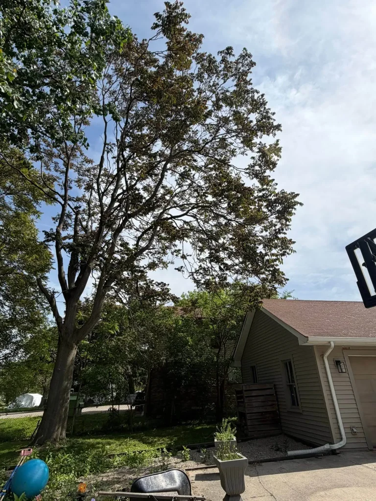 Tree Trimming & Pruning project 19 project completed in Clinton Township - tree trimming Clinton Township MI