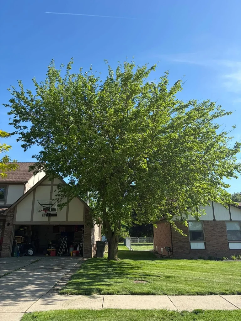Tree Trimming & Pruning project 21 project completed in Clinton Township - tree trimming Clinton Township MI