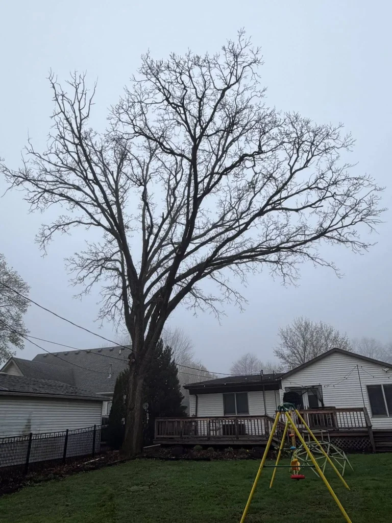 Tree Trimming & Pruning project 24 project completed in Clinton Township - tree trimming Clinton Township MI