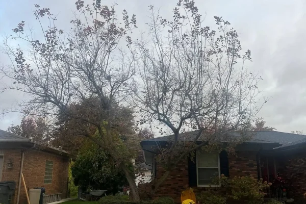 Tree Trimming & Pruning project 31 project completed in Clinton Township - tree trimming Clinton Township MI