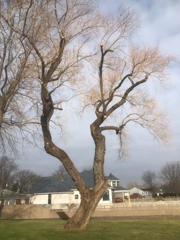 Professional tree trimming for four residential trees in Macomb County, Michigan