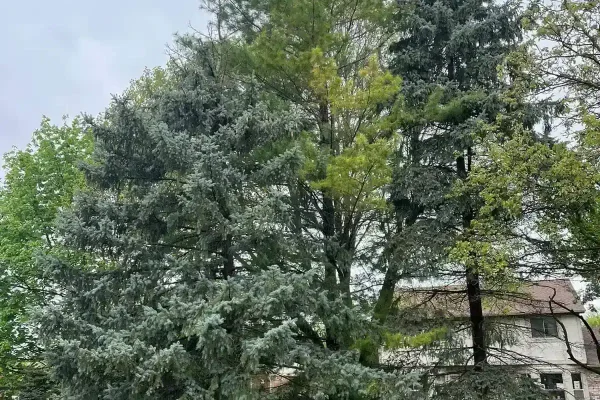 Next-day tree removal service in Clinton Township MI with cleanup