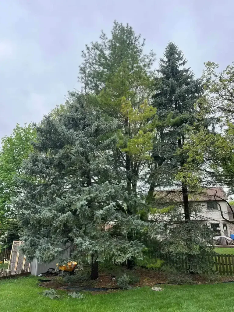 Next-day tree removal service in Clinton Township MI with cleanup