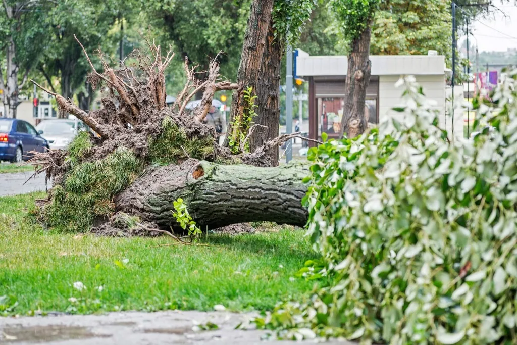 Next-day tree removal service in Clinton Township MI