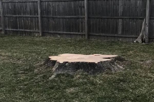 Professional large tree removal in Clinton Township MI