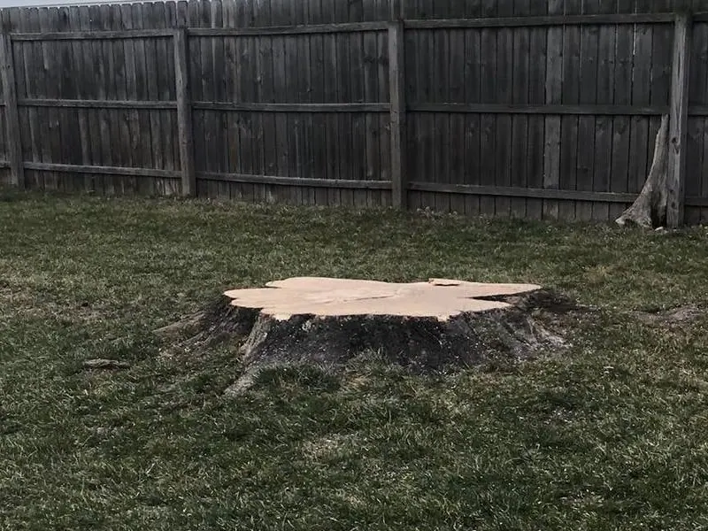 Professional large tree removal in Clinton Township MI