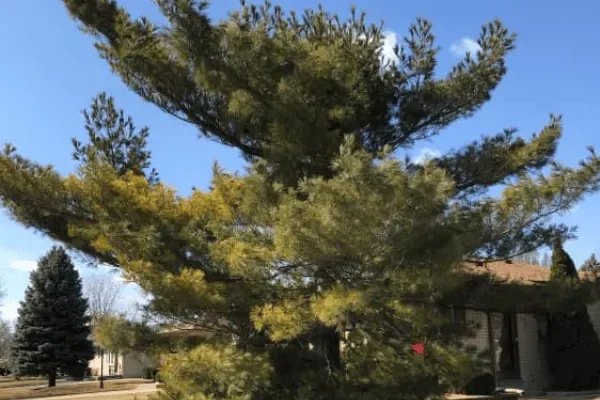 Professional tree service and yard cleanup in Clinton Township MI