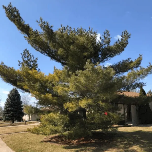 Professional tree service and yard cleanup in Clinton Township MI